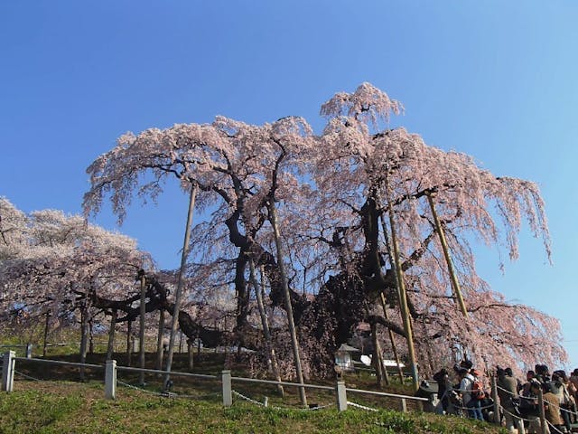 三春滝桜の桜・お花見