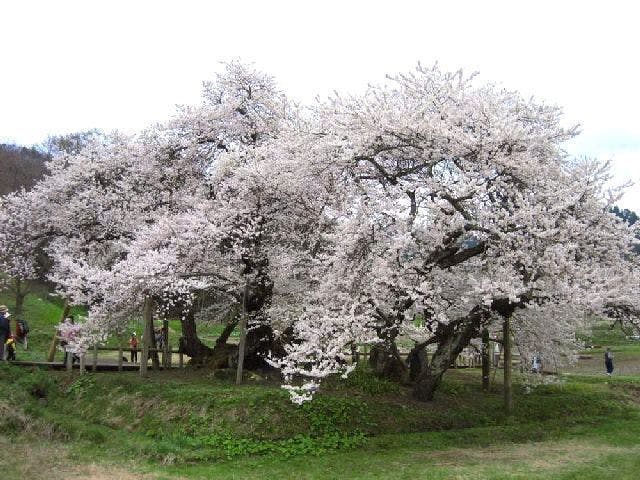 石部桜の桜・お花見