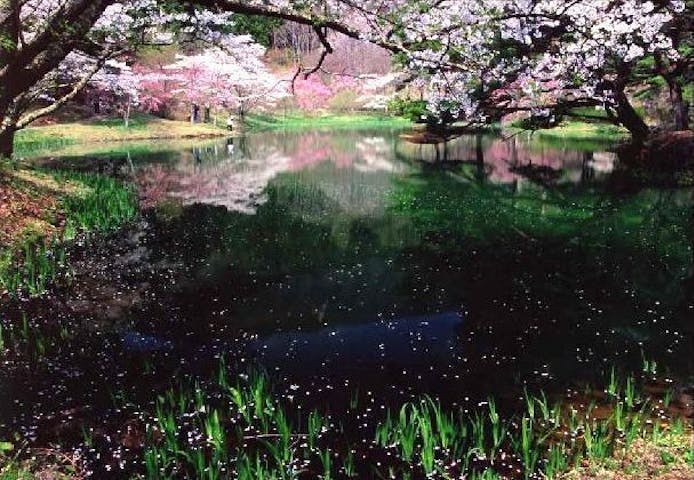 半田山自然公園の桜・お花見
