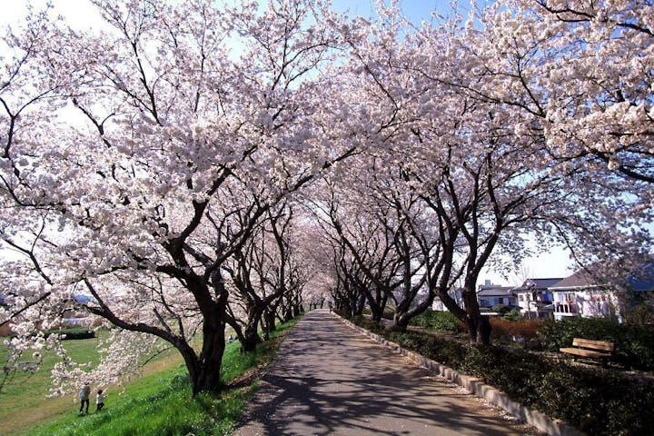桜川の桜・お花見