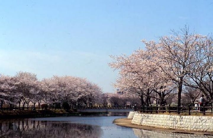 乙戸沼公園の桜・お花見