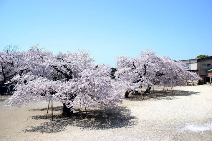 真鍋の桜（真鍋小学校）・お花見