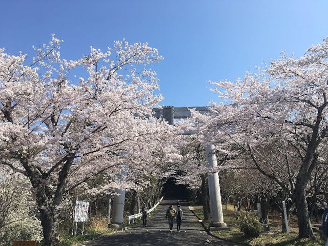 あたご山桜まつりの桜・お花見