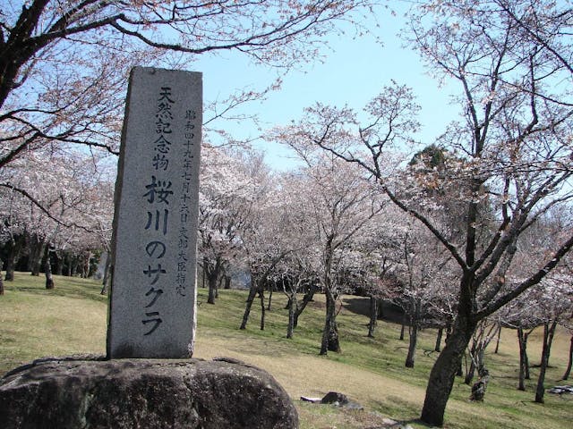 磯部桜川公園の桜・お花見