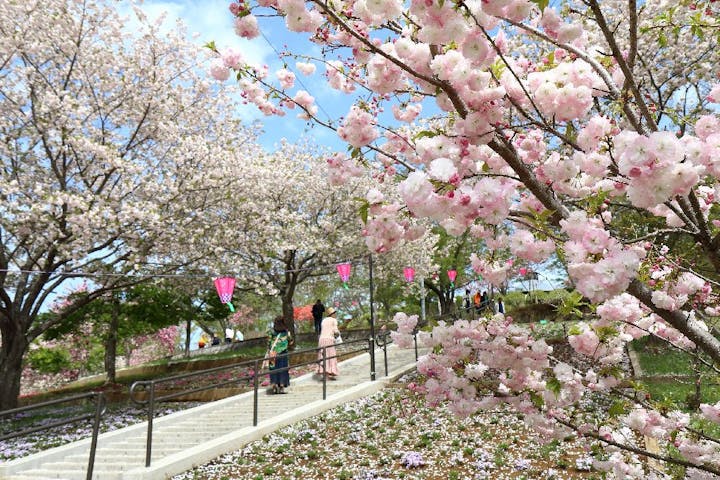 静峰ふるさと公園の桜・お花見