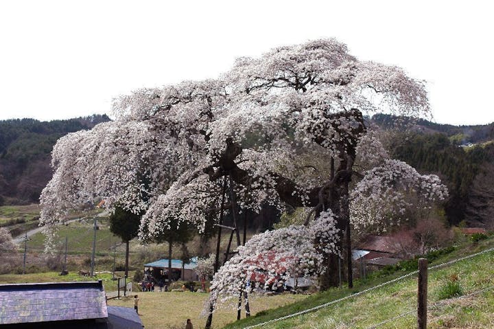 外大野しだれ桜の桜・お花見