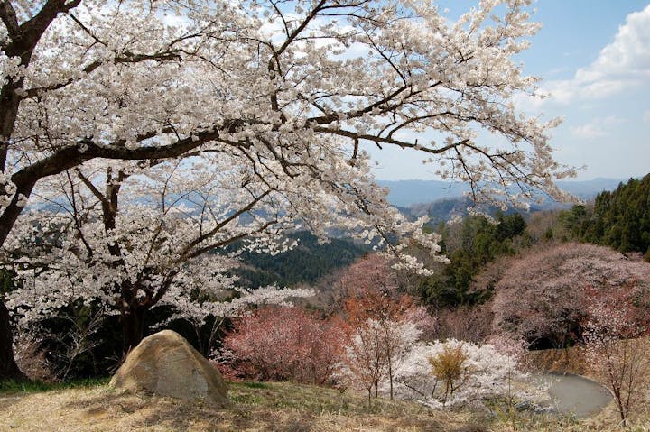 沓掛峠の山桜の桜・お花見