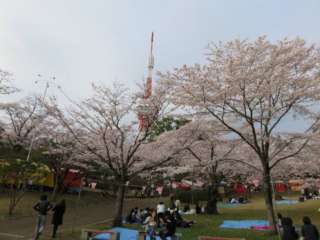 八幡山公園の桜・お花見