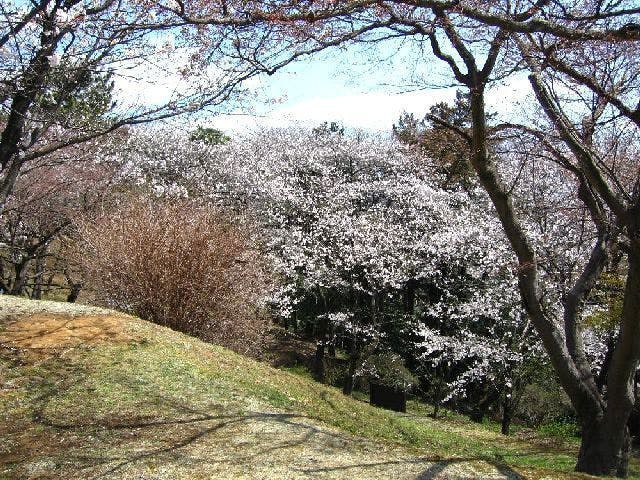 足利公園の桜 お花見 アソビュー