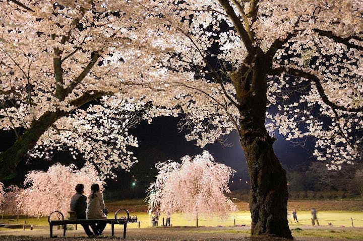 長峰公園の桜・お花見
