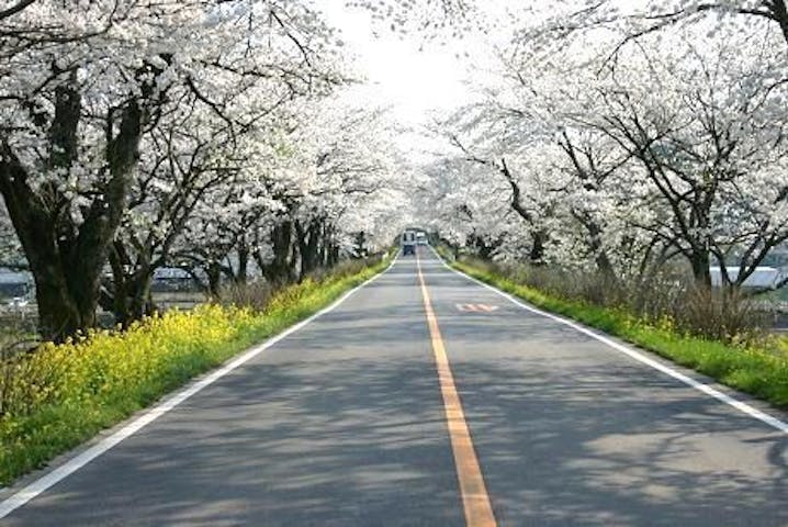 早乙女の桜並木の桜・お花見