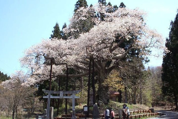 磯上の山桜の桜・お花見