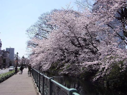 高崎城址公園の桜 お花見 アソビュー