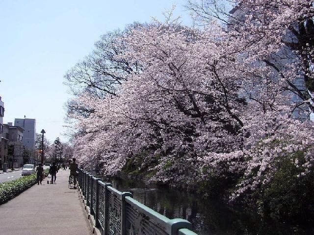 高崎城址公園の桜・お花見
