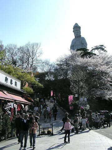 観音山の桜・お花見