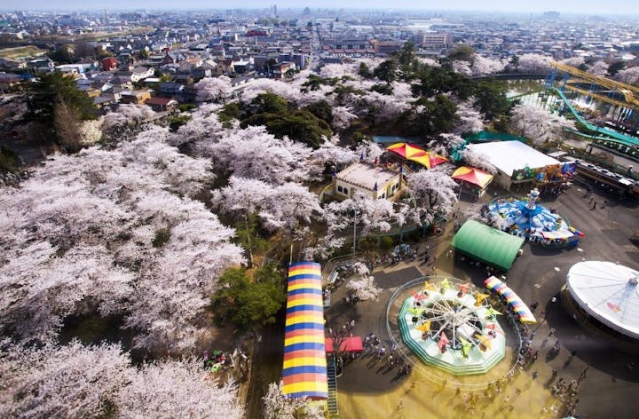 華蔵寺公園の桜・お花見