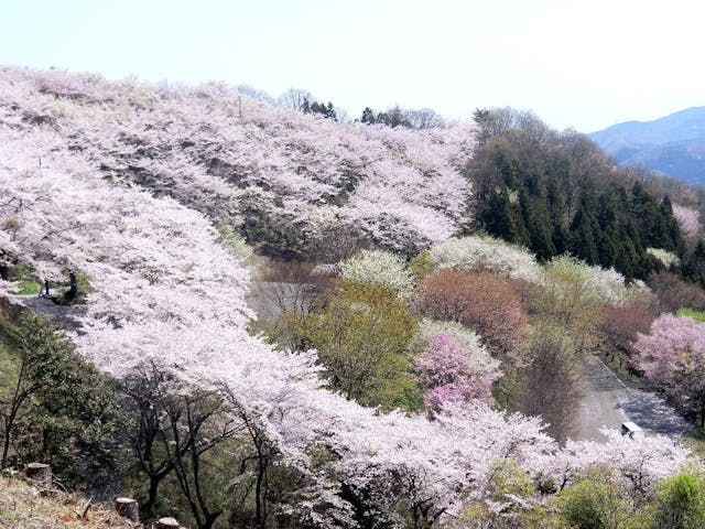 桜山森林公園の桜・お花見