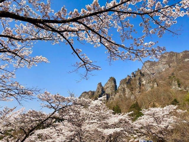さくらの里の桜・お花見