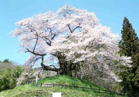 さくらんぼの斉藤園 アソビュー