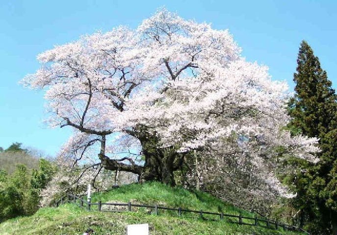 発知のヒガンザクラの桜・お花見