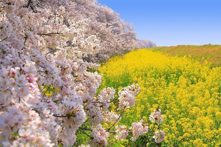 熊谷桜堤の桜・お花見