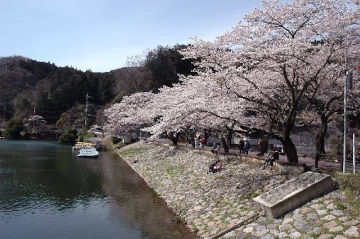 鎌北湖の桜・お花見