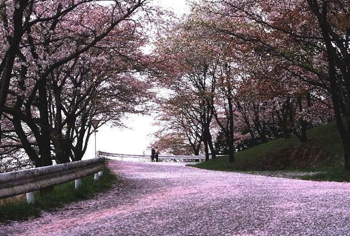 美の山公園の桜・お花見