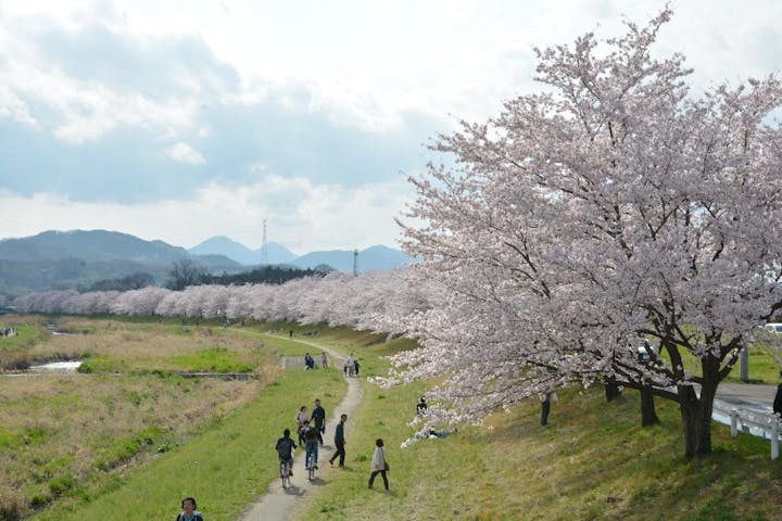 こだま千本桜の桜・お花見