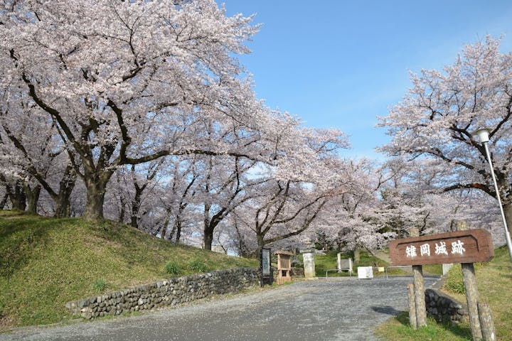 城山公園（雉岡城跡）の桜・お花見