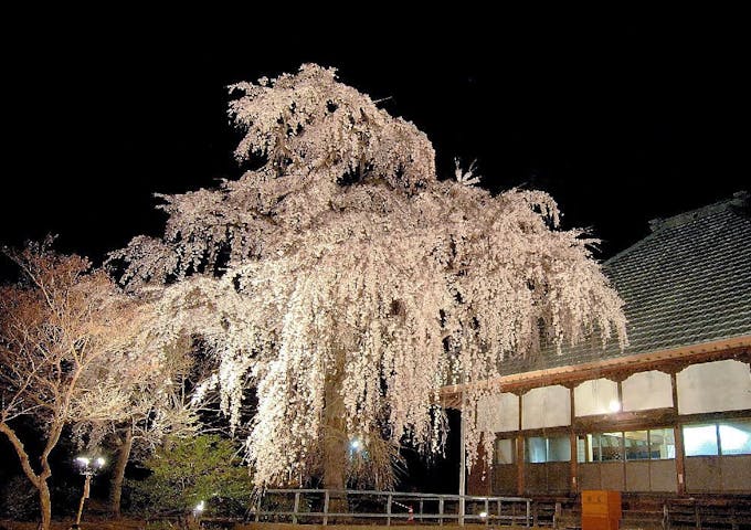 慈眼寺のシダレザクラの桜・お花見