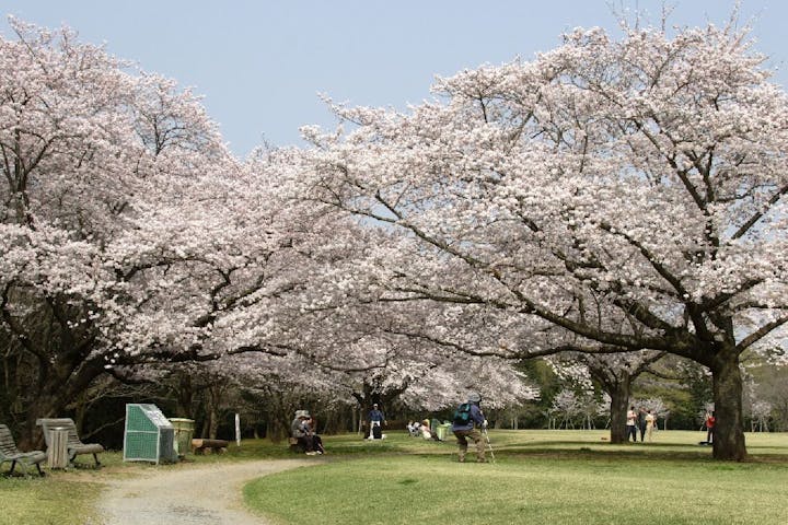 泉自然公園の桜・お花見