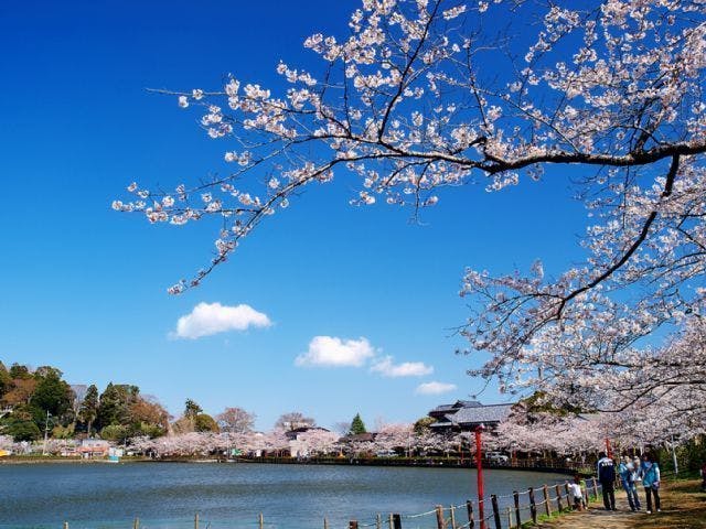 八鶴湖畔の桜・お花見