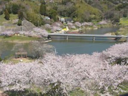 木更津 君津 富津 お花見の遊び体験 アソビュー 休日の便利でお得な遊び予約サイト