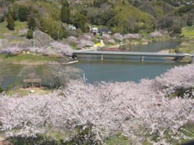 佐久間ダム公園の桜・お花見