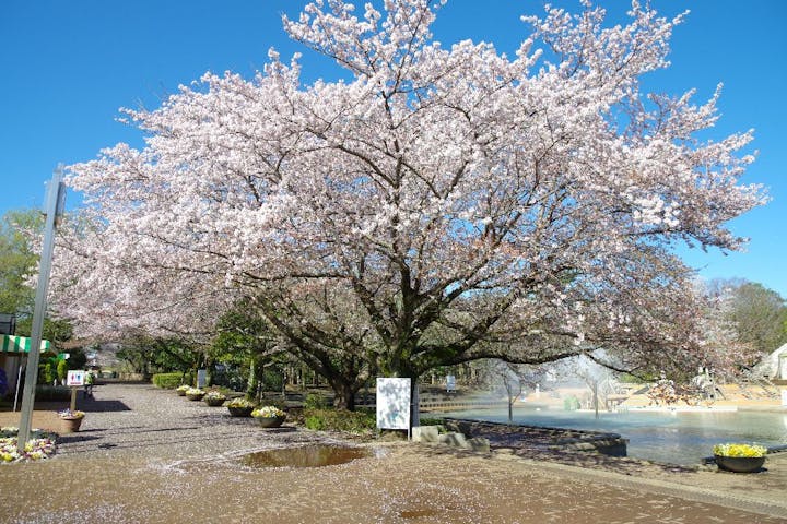 ふなばしアンデルセン公園の桜 お花見 アソビュー