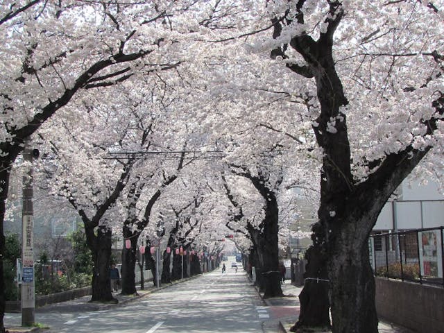 常盤平さくら通りの桜・お花見