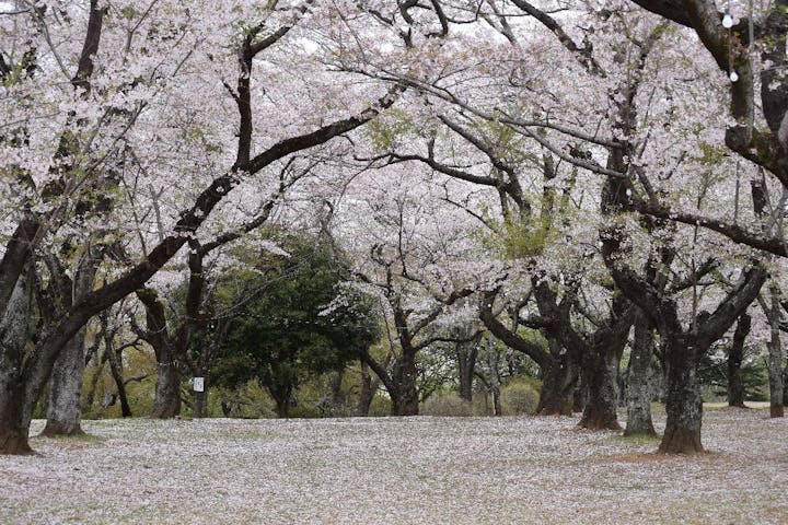 あけぼの山公園の桜・お花見
