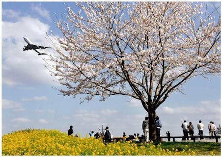 成田山公園の桜 アソビュー