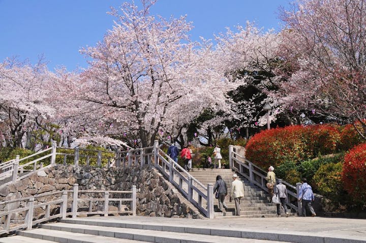 飛鳥山公園の桜・お花見
