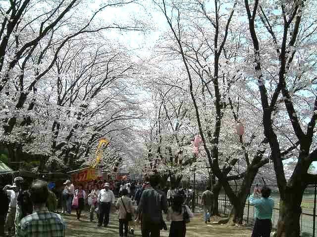 富士森公園の桜・お花見