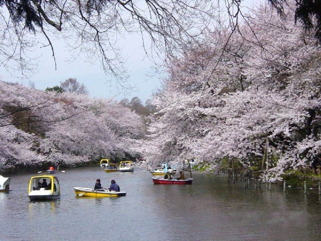 井の頭恩賜公園の桜・お花見