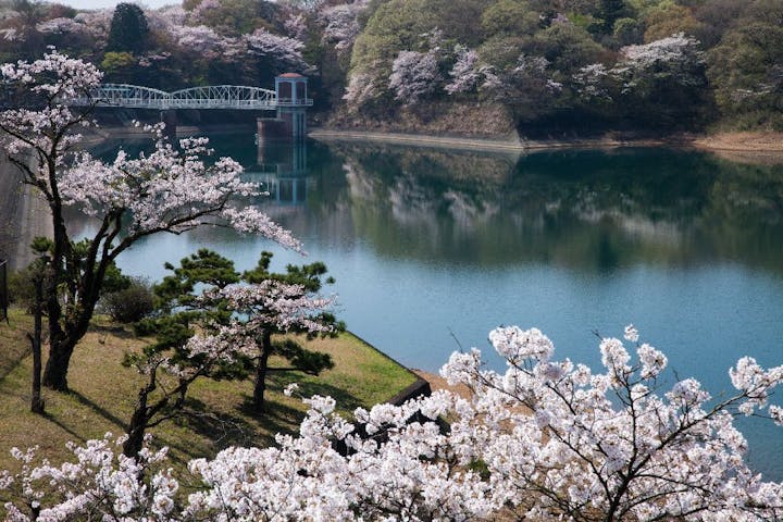 多摩湖（村山貯水池）の桜・お花見