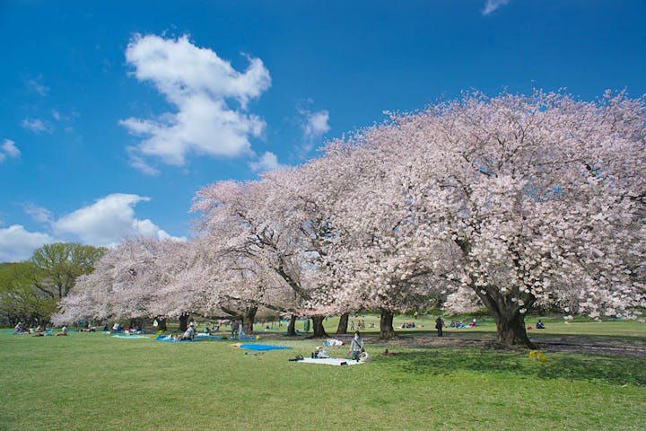 都立　砧公園の桜・お花見