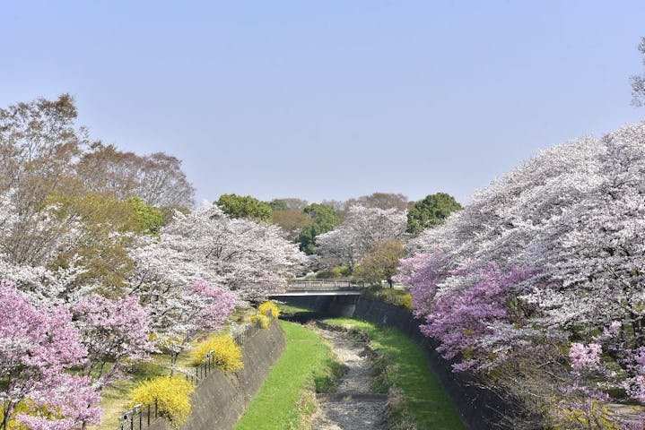 国営昭和記念公園の桜・お花見