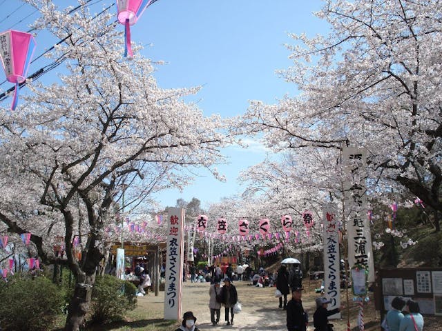 衣笠山公園の桜・お花見