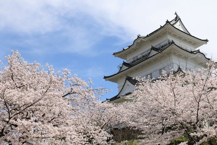 小田原城址公園の桜・お花見