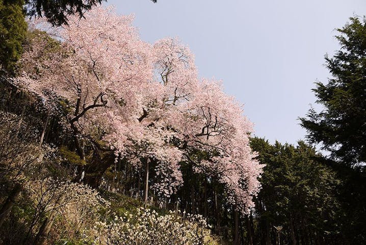 桜山（大山桜）の桜・お花見