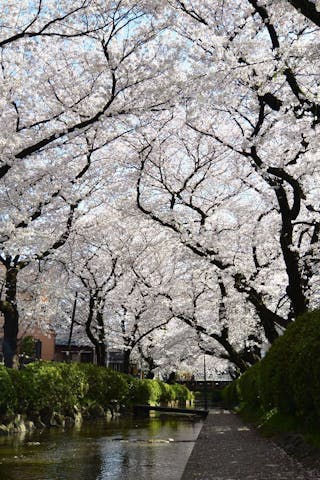 二ヶ領用水宿河原堀の桜・お花見