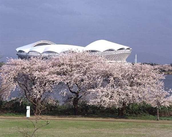 鳥屋野潟の桜・お花見