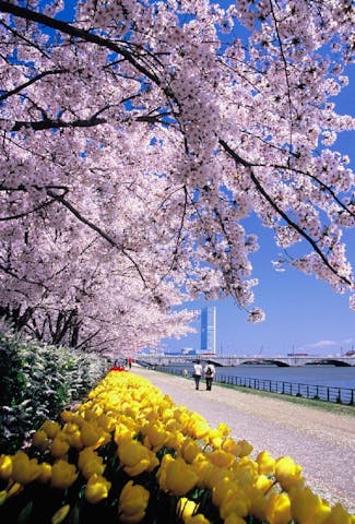 信濃川やすらぎ堤緑地の桜・お花見
